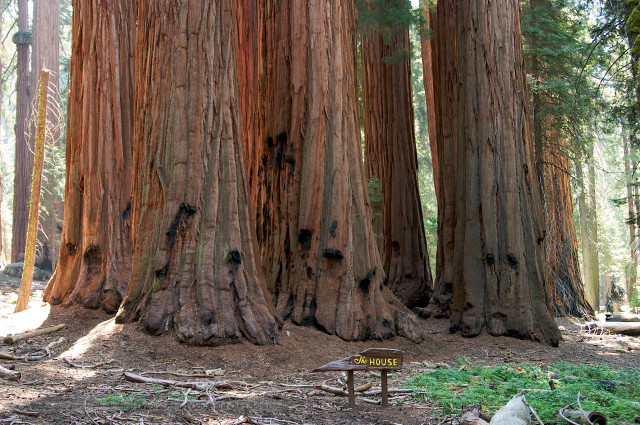 Bench in forest sign front free wallpaper - medium preview image