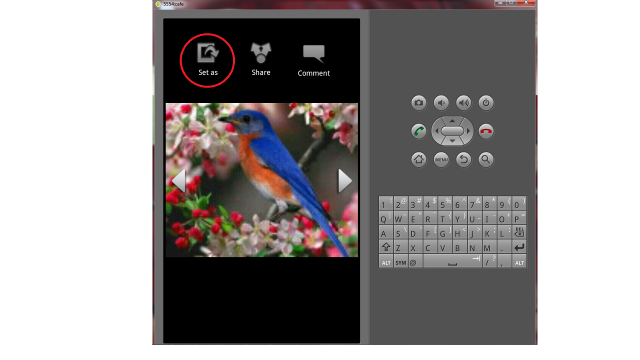 Cell phone bird picture keyboard free wallpaper - medium preview image