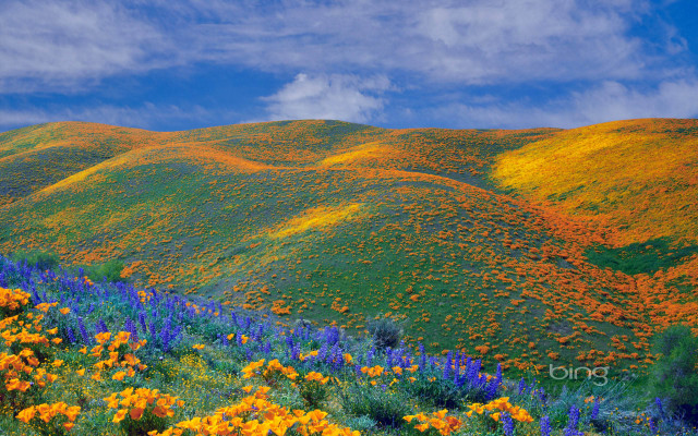 Wildflower field blue sky cloudy free wallpaper - medium preview image