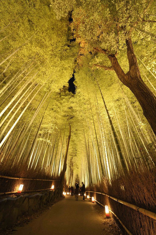 Tunnel of trees with lights free wallpaper - medium preview image