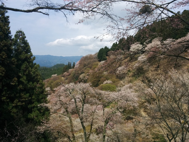 Mountain trees flowers cloudy sky free wallpaper - medium preview image