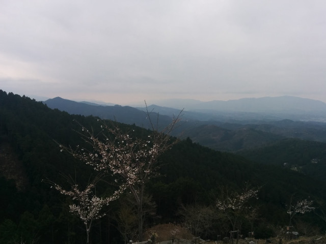 Tree white flowers mountains cloudy free wallpaper - medium preview image