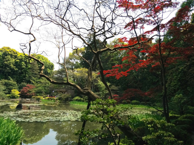 Autumn pond trees flowers impressionist free wallpaper - medium preview image