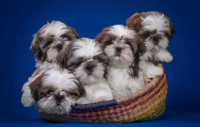 Small dogs basket blue background free wallpaper - medium preview image