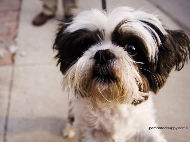 Small dog black white face #2 free wallpaper - medium preview image