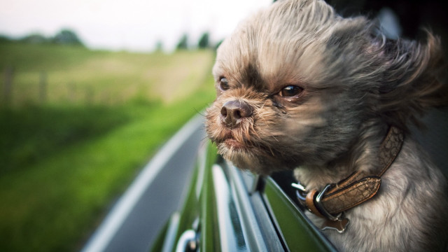 Small dog car window leash free wallpaper - medium preview image