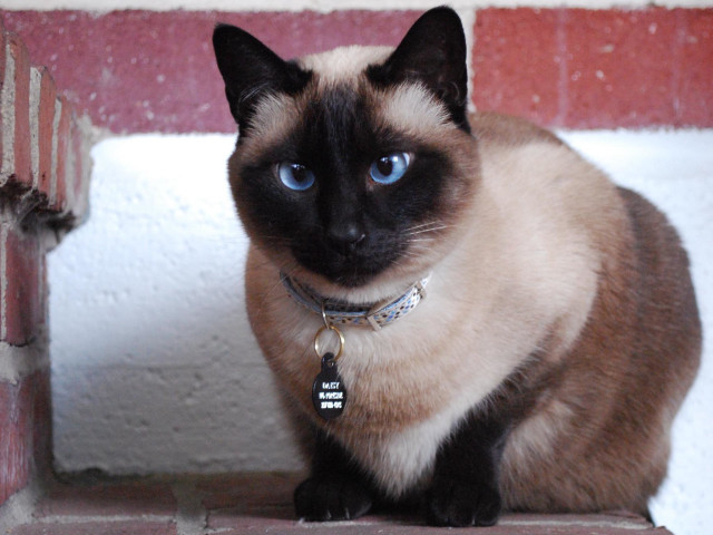 Cat collar ledge serious blue free wallpaper - medium preview image