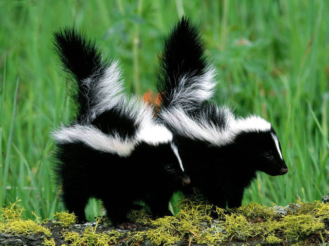 Two skunks grass tails spread free wallpaper - medium preview image