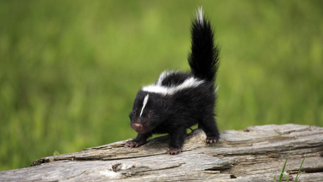 Black and white animal on free wallpaper - medium preview image