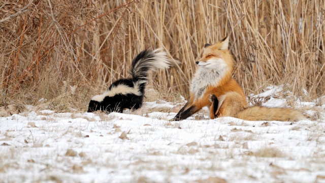Animals snow grass bushes background free wallpaper - medium preview image