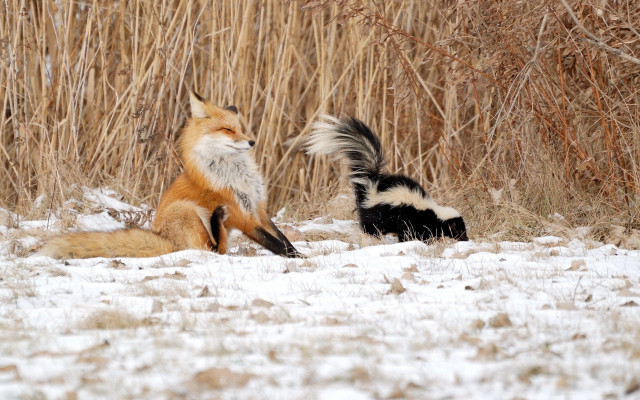 Animals snow grass bushes background #2 free wallpaper - medium preview image