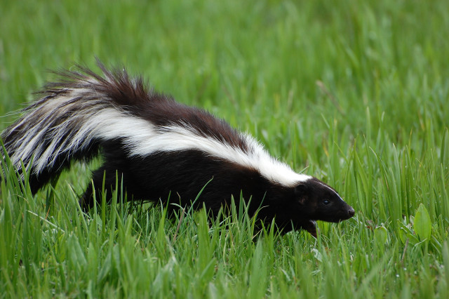 Striped skunk walking grassy field free wallpaper - medium preview image