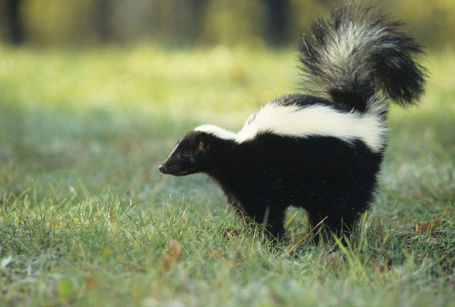 Skunky animal walking grassy field free wallpaper - medium preview image