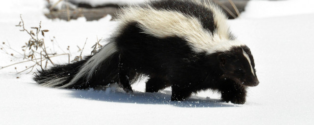 Skunky walking snow wintertime bare free wallpaper - medium preview image