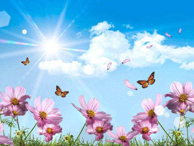 Pink flower field sky butterflies free wallpaper - medium preview image