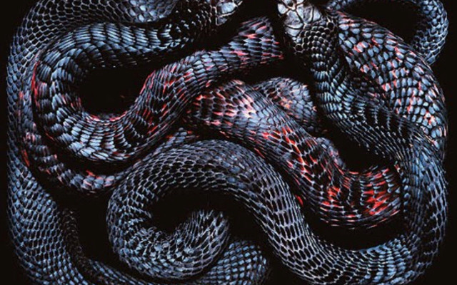 Snake curled spiral black background #2 free wallpaper - medium preview image