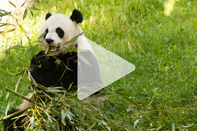 Panda bear eating bamboo field free wallpaper - medium preview image