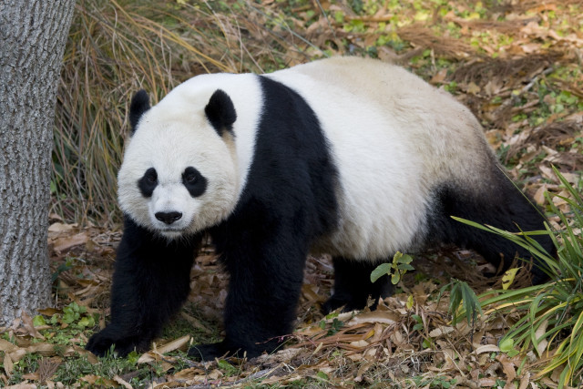 Panda bear walking grass tree free wallpaper - medium preview image