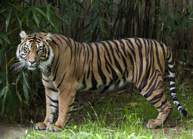Tiger bamboo forest grass camouflage free wallpaper - medium preview image
