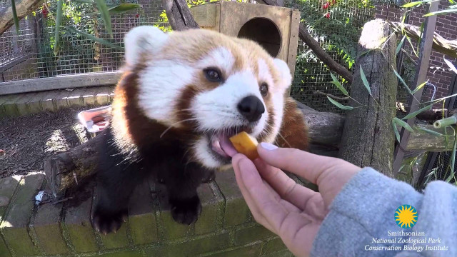 Person feeding small animal zoo free wallpaper - medium preview image
