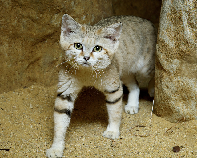 Cat sad rock wall expression free wallpaper - medium preview image