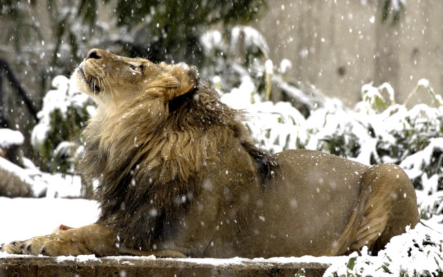 Lion laying snow mouth open free wallpaper - medium preview image