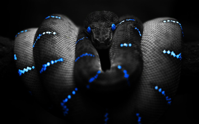 Blue black snake head turned #7 free wallpaper - medium preview image