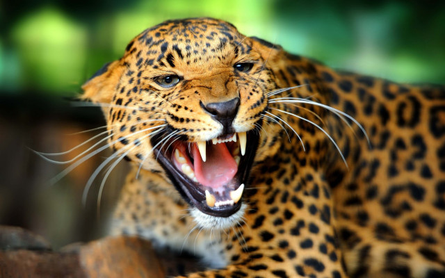 Leopard mouth open teeth bared #2 free wallpaper - medium preview image