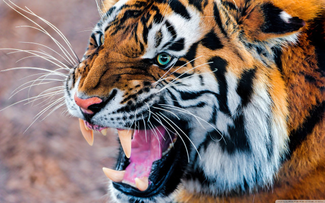 Tiger mouth open teeth wide #5 free wallpaper - medium preview image