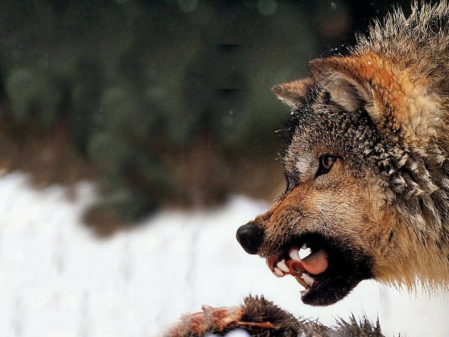 Wolf growling snow winter outside free wallpaper - medium preview image