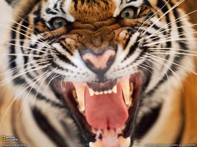 Tiger mouth open teeth showing #2 free wallpaper - medium preview image