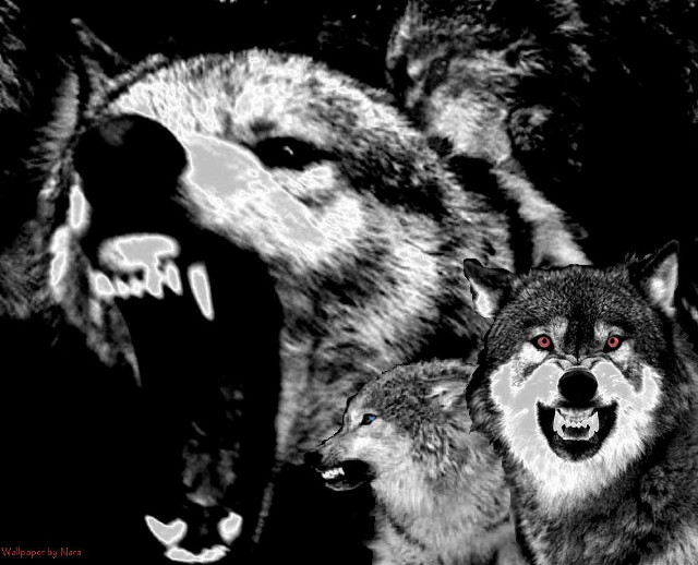 Wolves mouths open group pack free wallpaper - medium preview image