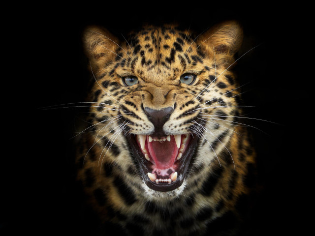 Leopard closeup mouth open teeth #5 free wallpaper - medium preview image