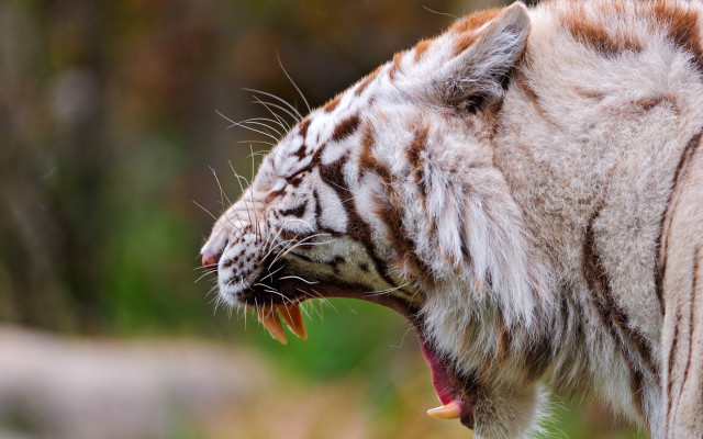 White tiger mouth open showing free wallpaper - medium preview image