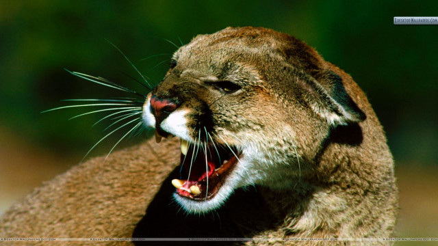 Cat closeup mouth open teeth #2 free wallpaper - medium preview image