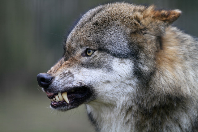 Wolf mouth open teeth wide free wallpaper - medium preview image