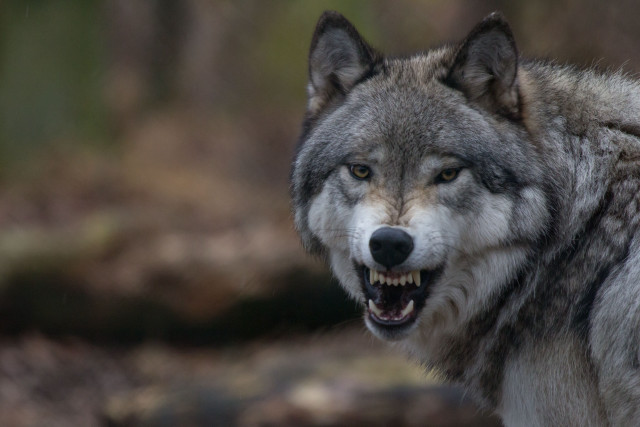 Wolf mouth open teeth wide #2 free wallpaper - medium preview image