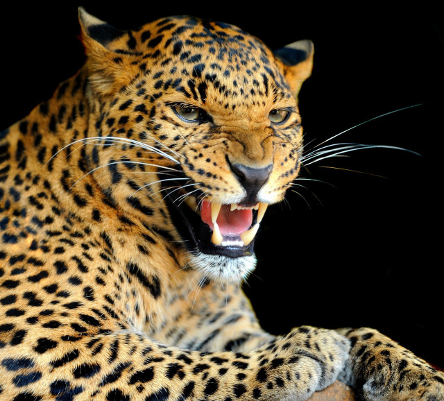 Leopard mouth open teeth wide #2 free wallpaper - medium preview image
