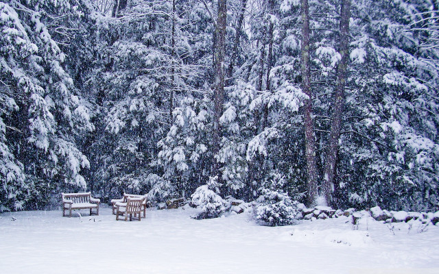 Snowy forest benches trees snowflakes free wallpaper - medium preview image