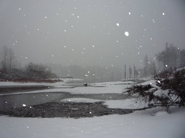 Snowy day pond trees background free wallpaper - medium preview image