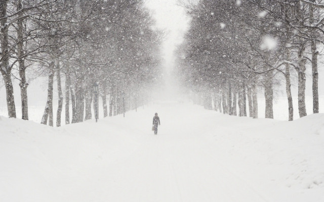 Snowboarder snow slope trees forest free wallpaper - medium preview image
