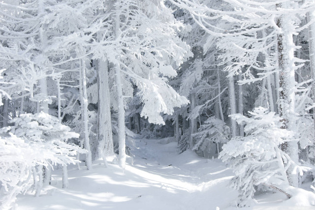 Skier snowy forest winter mountain free wallpaper - medium preview image