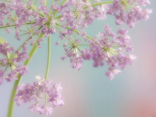 Close up flower sky background free wallpaper - medium preview image
