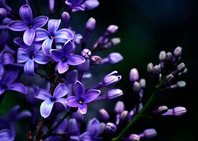 Purple flower butterfly macro depth free wallpaper - medium preview image