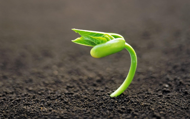Green plant sprouting ground fork free wallpaper - medium preview image