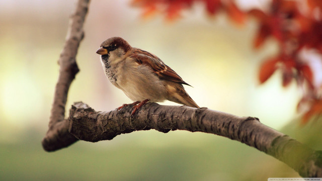 Bird branch tree red leaves free wallpaper - medium preview image