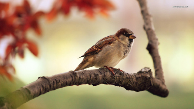 Bird branch tree red leaves #2 free wallpaper - medium preview image