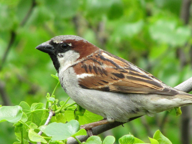 Bird branch tree leaves blurry free wallpaper - medium preview image