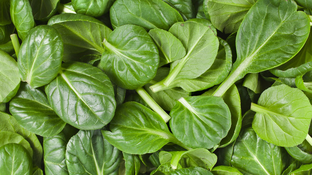 Green leaves green stems pile free wallpaper - medium preview image