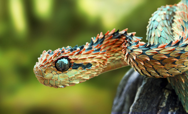 Snake closeup blurry background head #2 free wallpaper - medium preview image